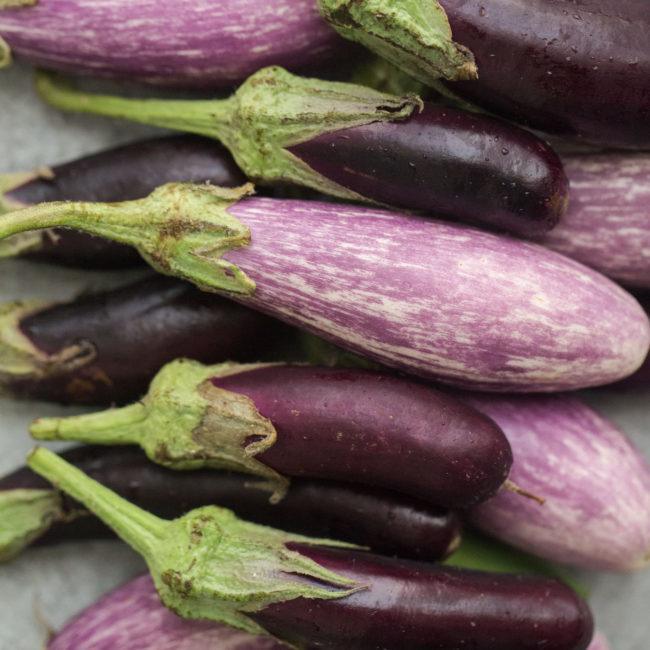 eggplant