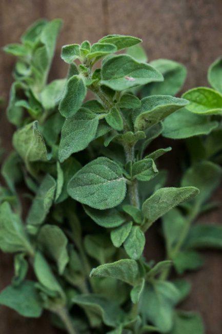 Oregano - Herbs - Stock a Pantry