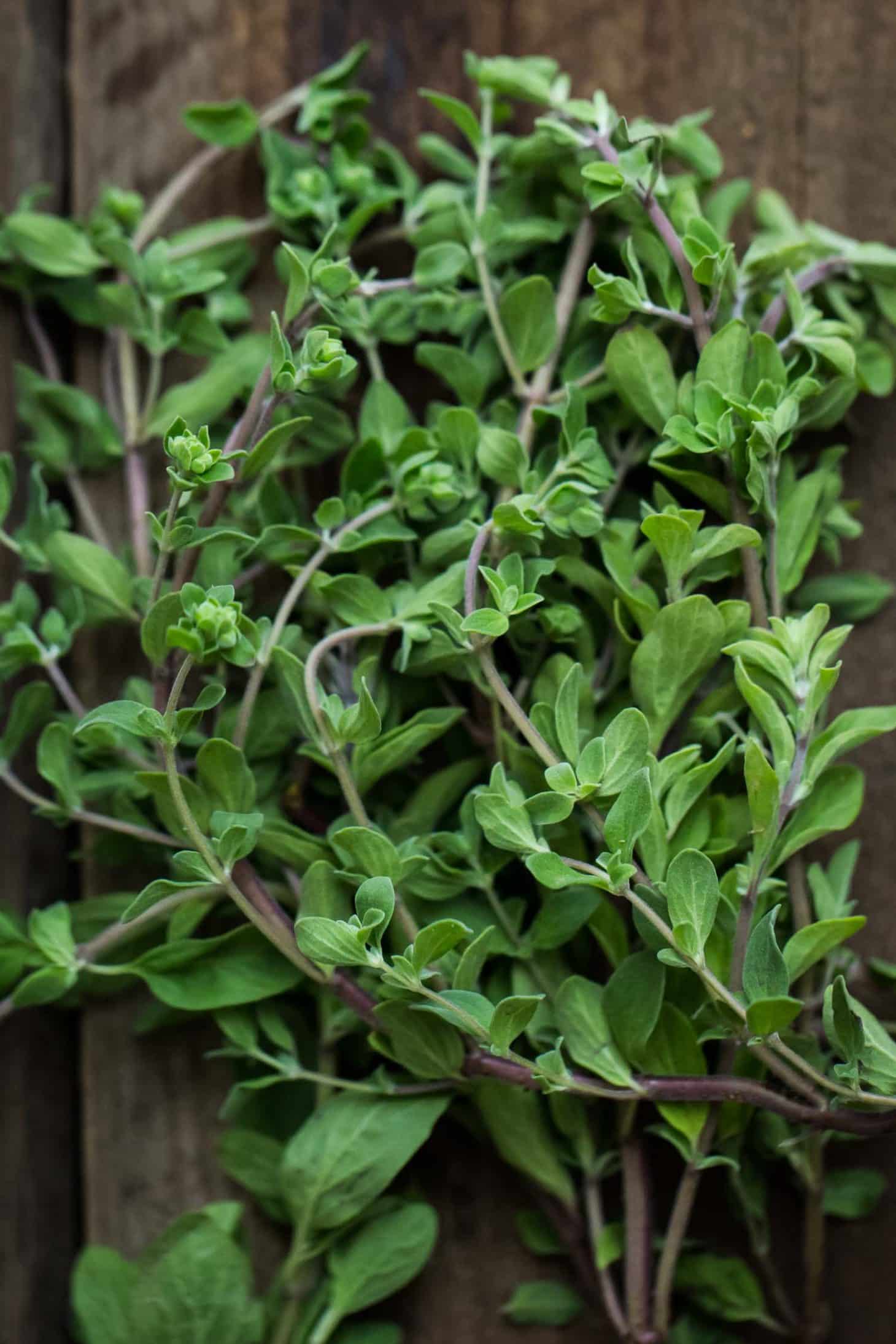 Marjoram - Herbs - Stock a Pantry