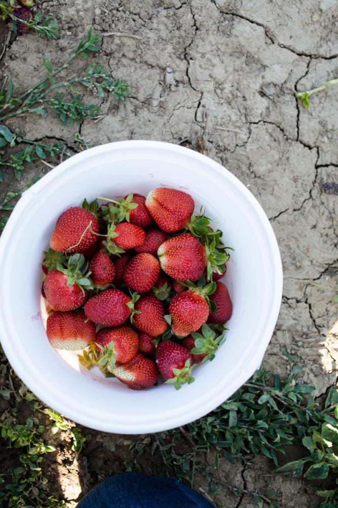 Rye Crepes with Sorghum-Bourbon Strawberries + Ice Cream 