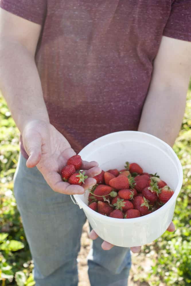 Rye Crepes with Sorghum-Bourbon Strawberries + Ice Cream 