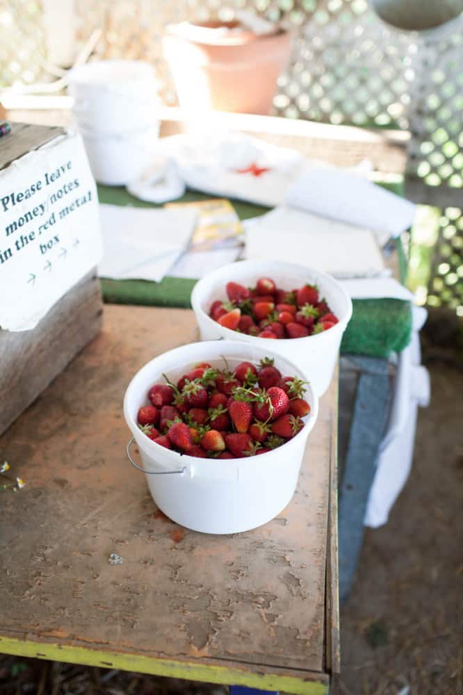 Rye Crepes with Sorghum-Bourbon Strawberries + Ice Cream 