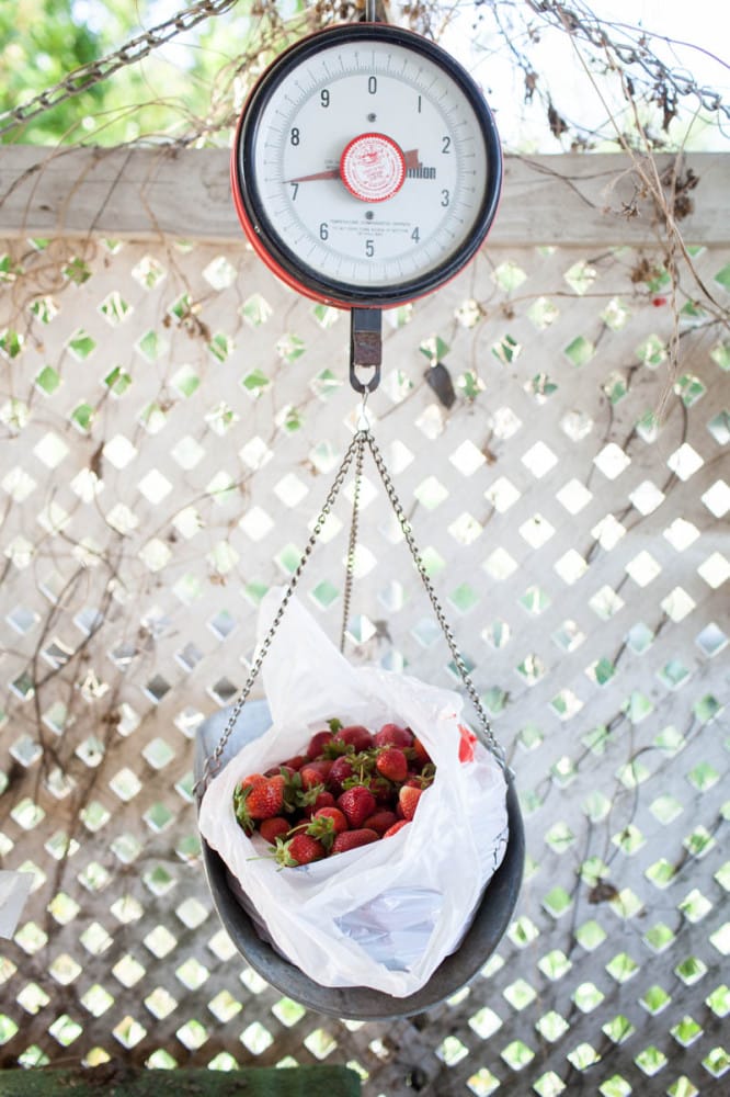 Sorghum Bourbon Strawberries + Ice Cream Crepes