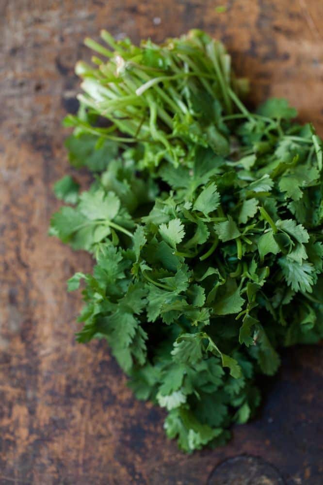 Cilantro