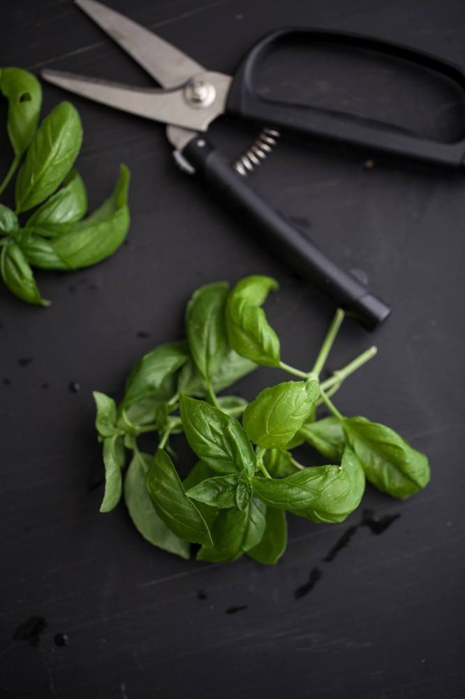 Basil