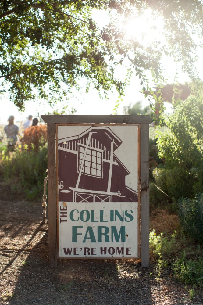 Endives | Collins Farm