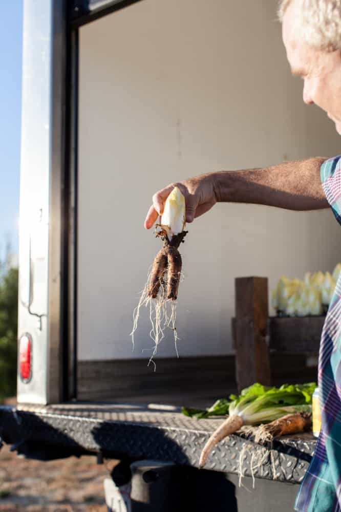 Endives | Collins Farm