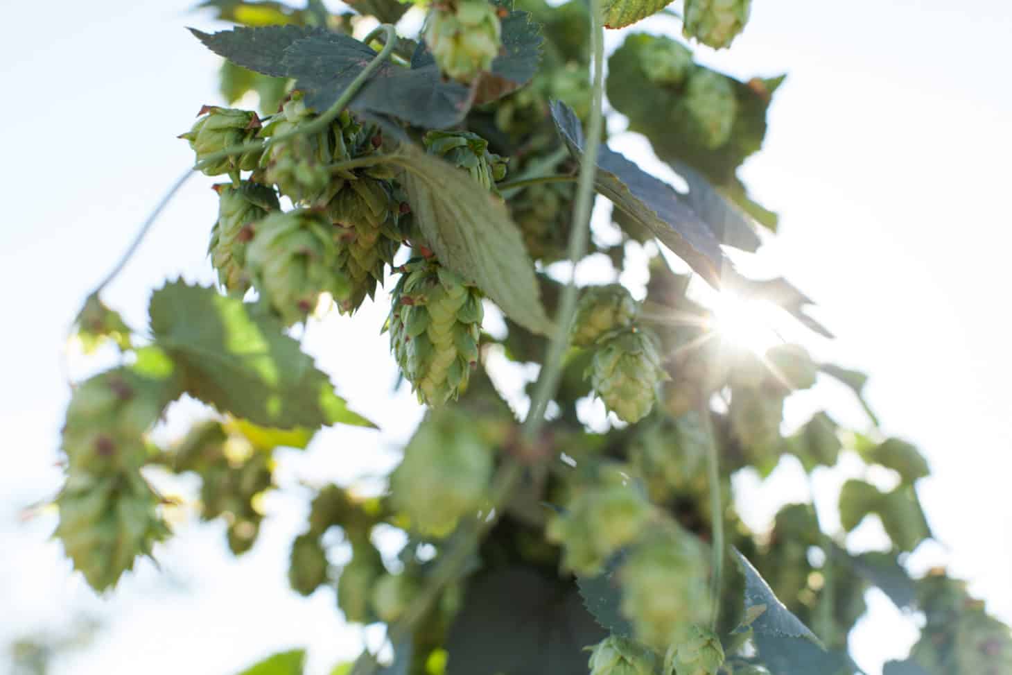 Hops | Ruhstaller Beer