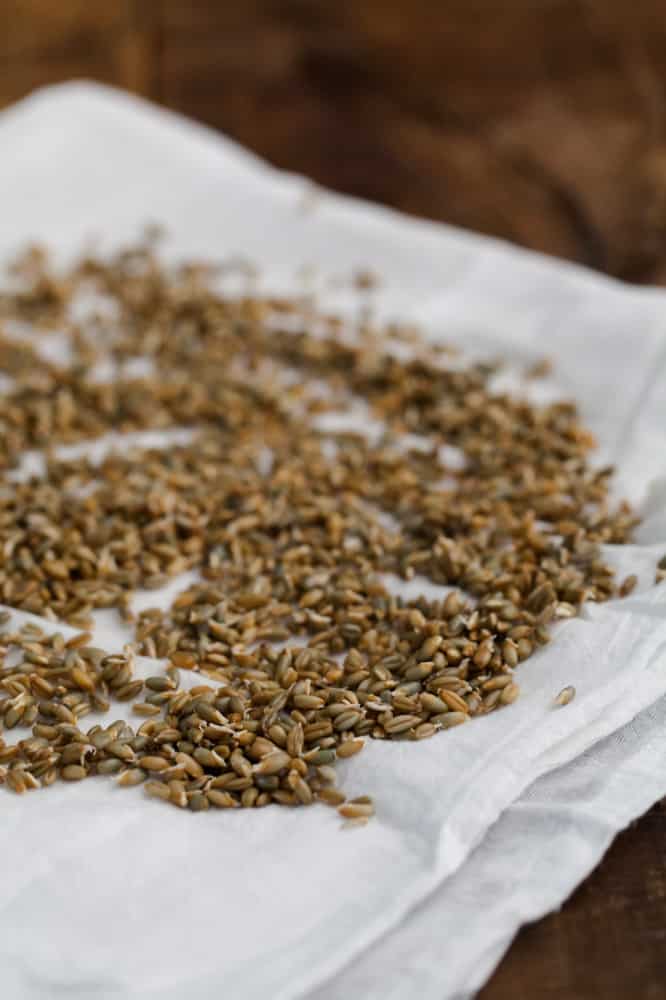 Sprouted Rye | @naturallyella