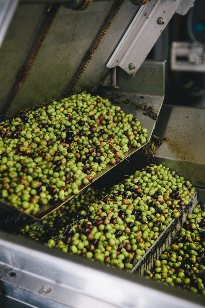 California Olive Ranch Olive Oil Process | @naturallyella