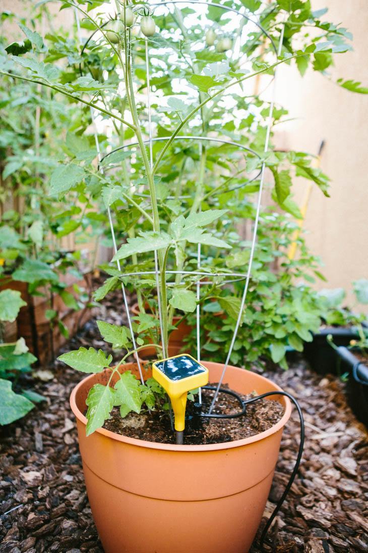 Tomatoes + Edyn Sensor 