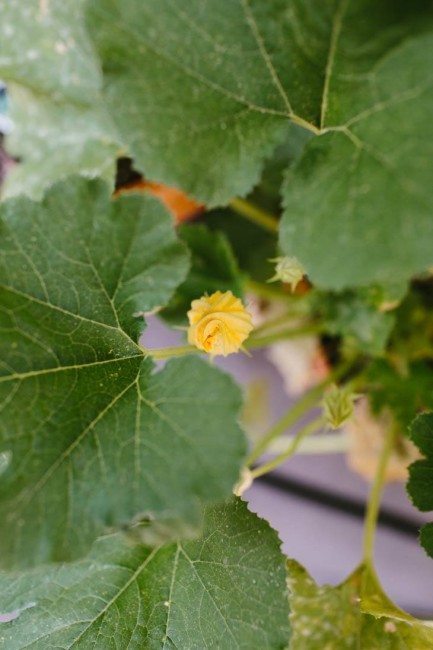 Zucchini Blossom | Patio Container Garden