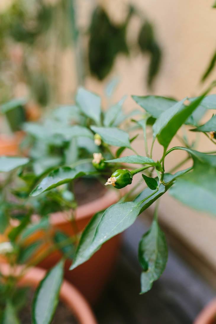 Peppers | Patio Container Garden