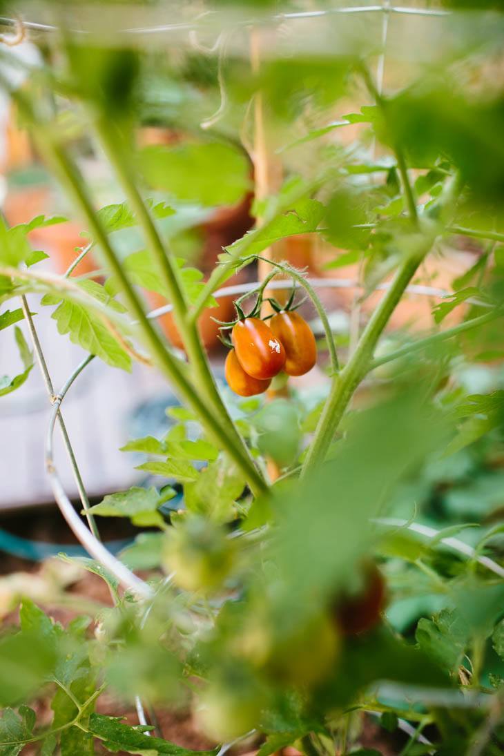 Tomato | Patio Container Garden