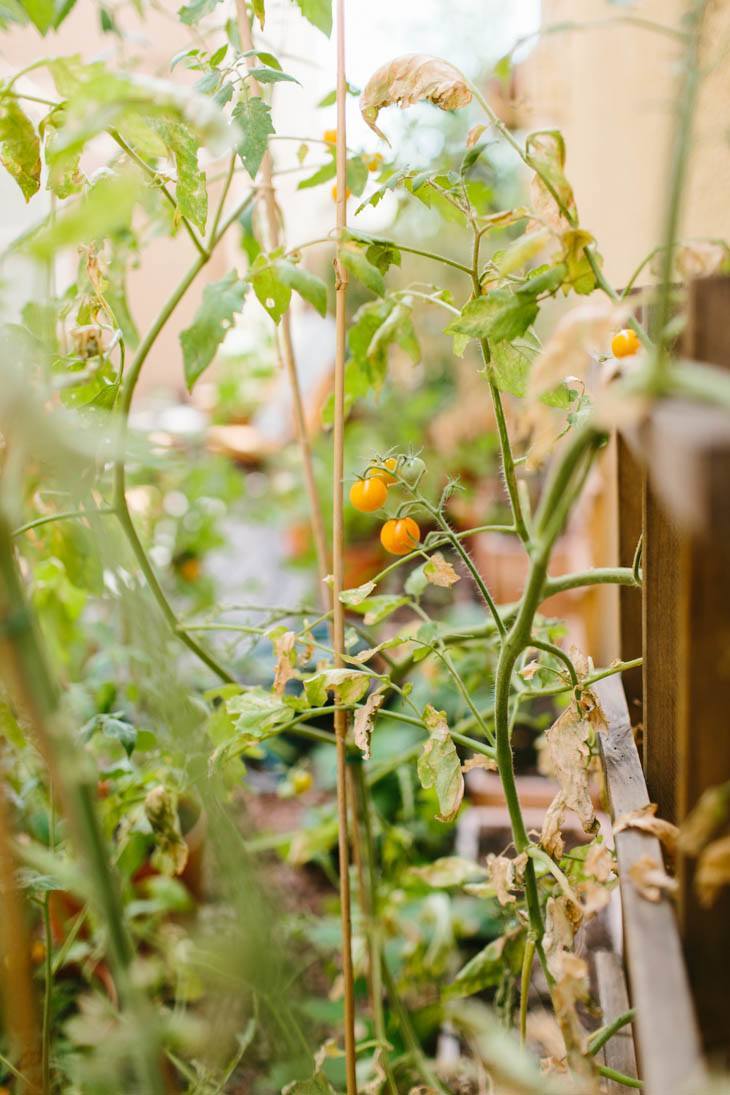 Tomatoes | Patio Garden