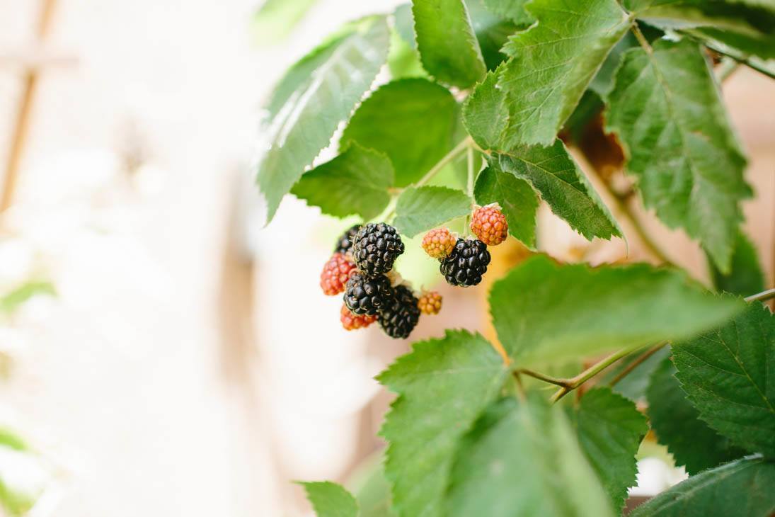 Blackberries | Patio Container Garden