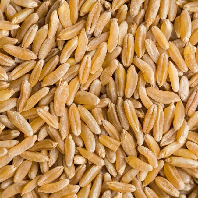 Khorasan-KAMUT | Grains | Stock a Pantry