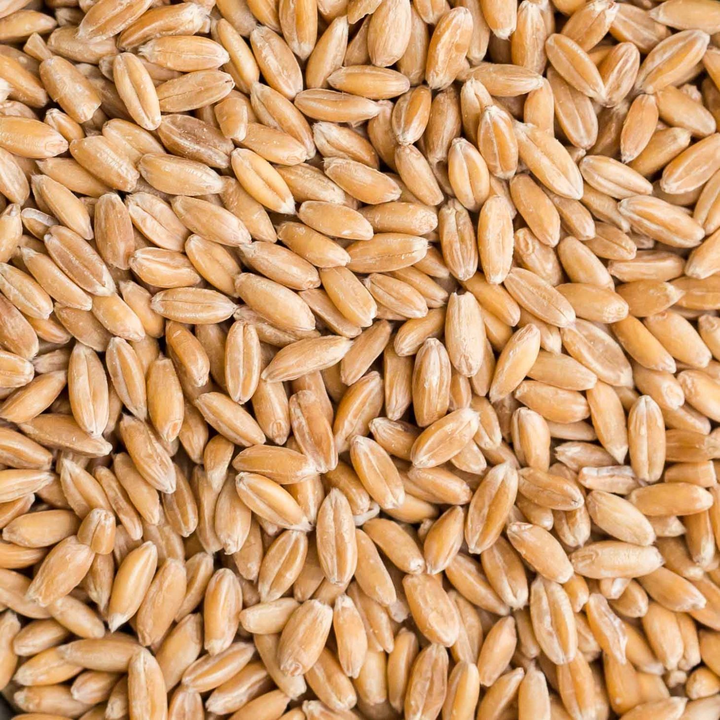 Spelt Grain