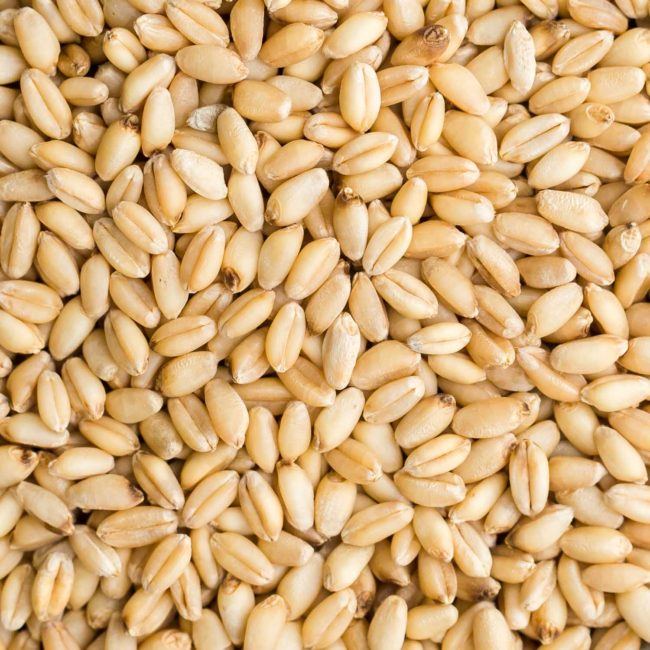 Wheat Berries | Grains | Stock a Pantry