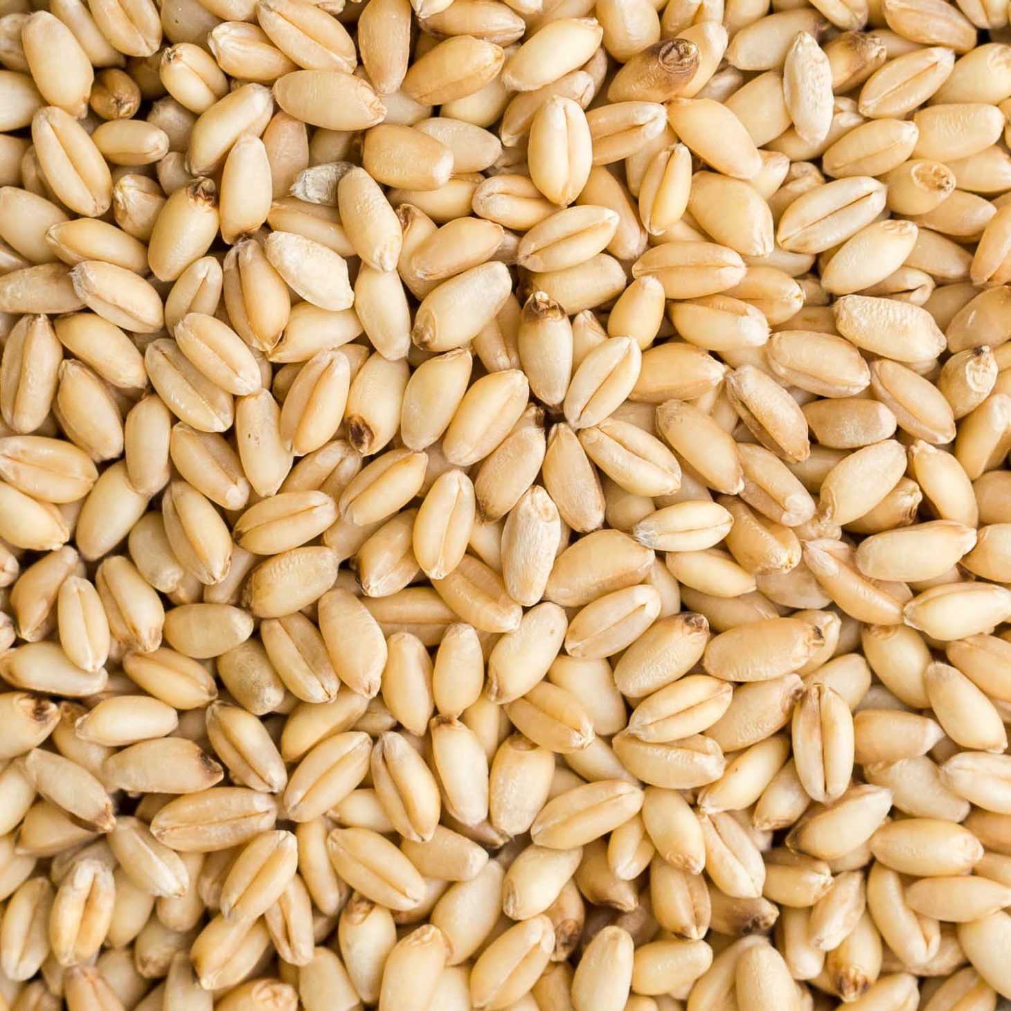 Wheat Berries