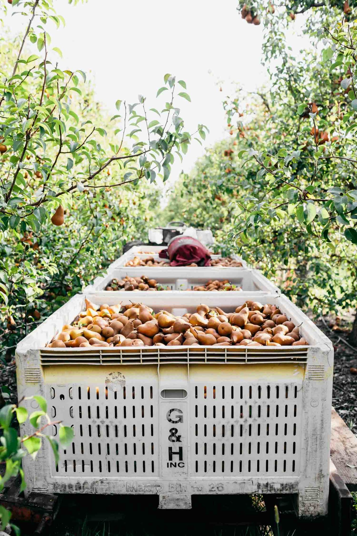 Bosc Pear Harvest | Naturally Ella