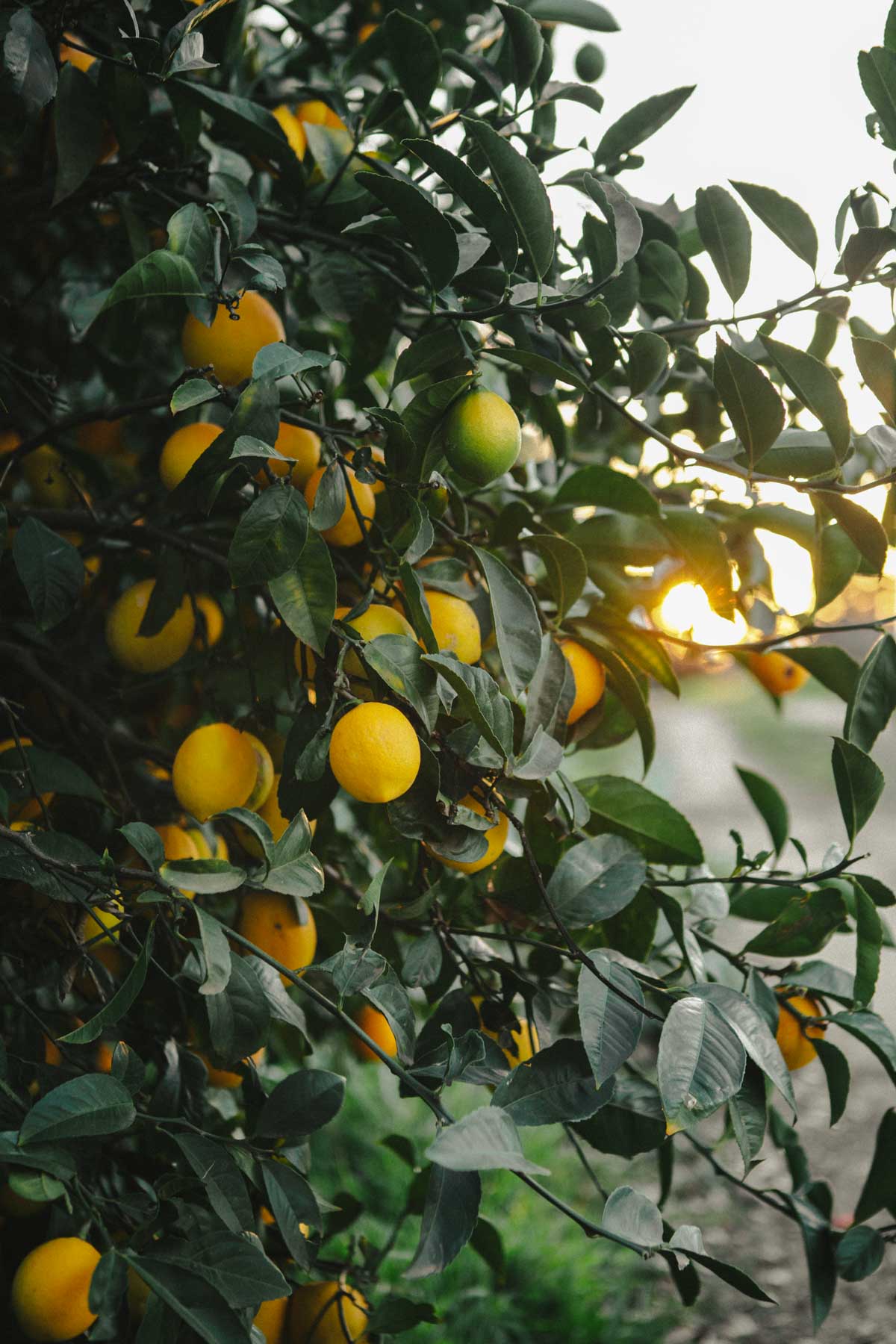 Saving the season: Lemons  Freezing, Drying, and Preserving