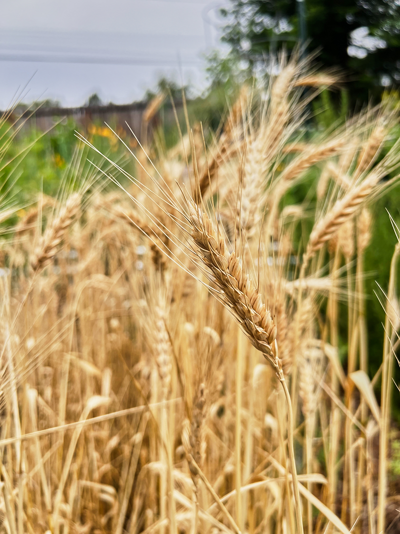 Wheat on the stalk, yet to be harvested