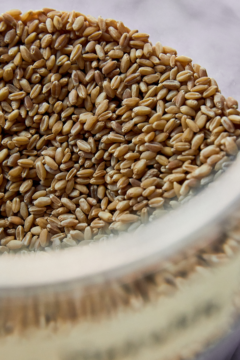 Close-up of wheat berries